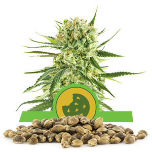 Royal Cookies Automatic Bulkzaden