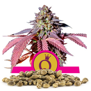 Bulkzaden van Purple Queen
