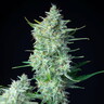 Green Gelato Auto
