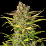 Sweet ZZ Auto