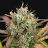 Purple Punch Auto