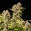 Apple Fritter Auto