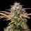 Apple Fritter Auto