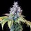 Dynamite Diesel
