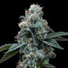 Dynamite Diesel