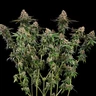 Strawberry Cough