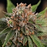Strawberry Cough