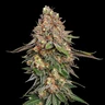 Strawberry Cough