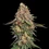 Strawberry Cough