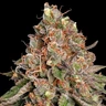Strawberry Cough
