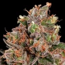 Strawberry Cough