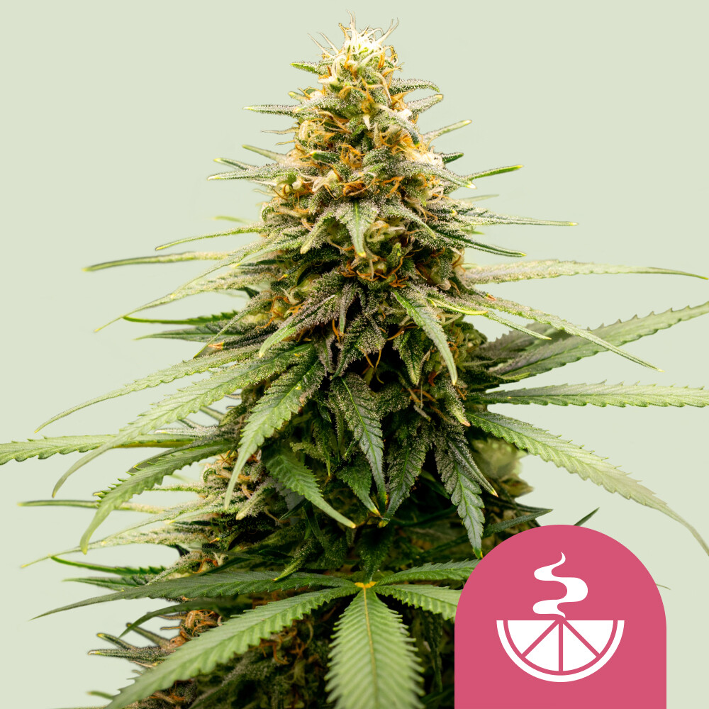 Koop feminized Lemon Skunk-wietzaden - Royal Queen Seeds