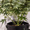 Eco plantlabels 5 Stuks
