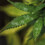 Oidioprot - Biologische Fungicide