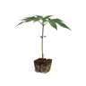 Tangie Clone