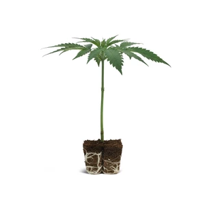 Green Gelato kloon
