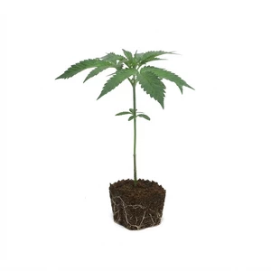 Larry OG klonen