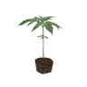 Larry OG Clone