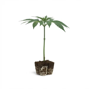 OG Kush klonen