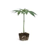 OG Kush Clone