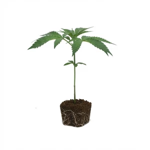Purple Punch kloon
