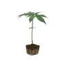 Amnesia Haze Clone