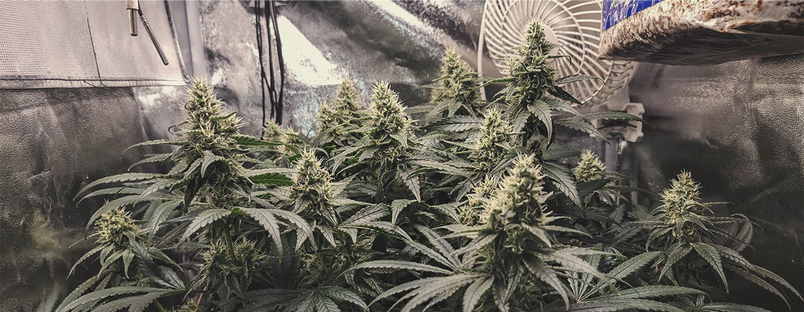 Flavour, Aroma, and Effects of Shogun