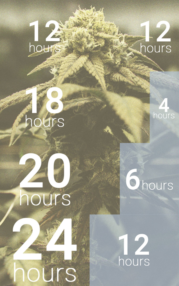 Het Belang Van De Donkere Uren Bij Cannabisteelt Het Belang Van De Donkere Uren Bij Cannabisteelt