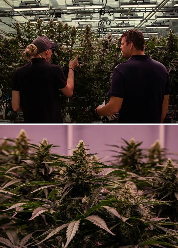Cannabisplanten die groeien in een professionele kweekfaciliteit, met een krachtige structuur en dichte bloei onder gecontroleerde omstandigheden.