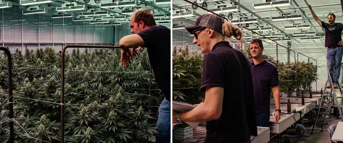 Cannabisplanten die worden beoordeeld in een professionele kasproef, met sterke groei en dichte bloei onder gecontroleerde omstandigheden.