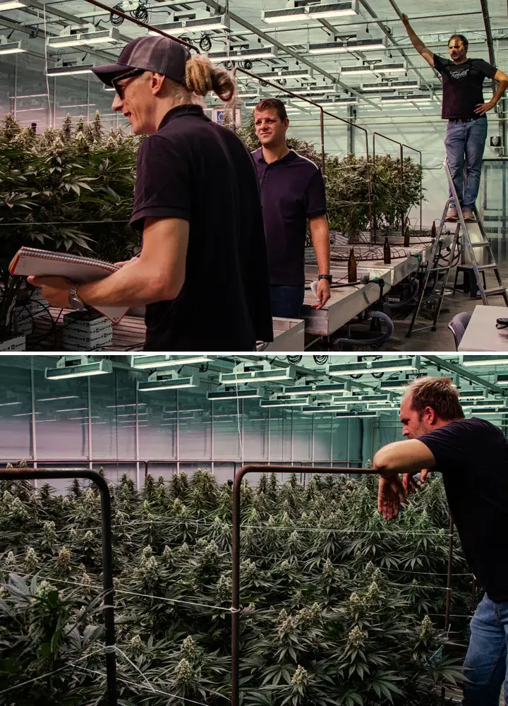 Cannabisplanten die worden beoordeeld in een professionele kasproef, met sterke groei en dichte bloei onder gecontroleerde omstandigheden.