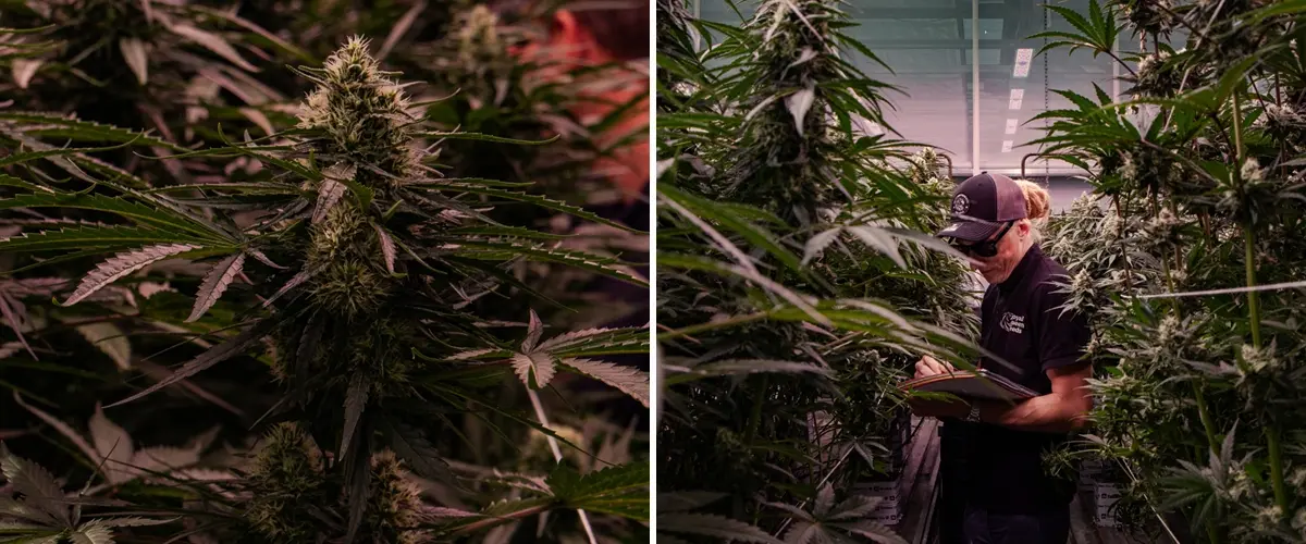 Bloeiende cannabisplanten die worden beoordeeld in een professionele kasproef, met nadruk op dichte topvorming en gecontroleerde kweekomstandigheden.