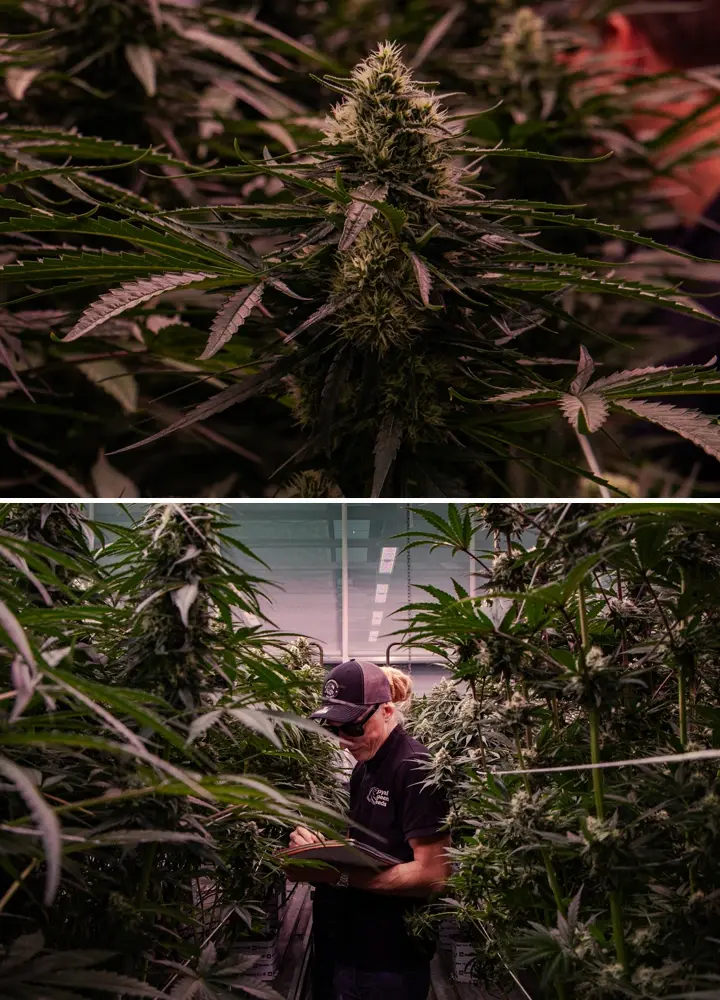 Bloeiende cannabisplanten die worden beoordeeld in een professionele kasproef, met nadruk op dichte topvorming en gecontroleerde kweekomstandigheden.