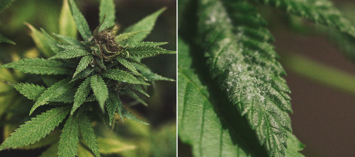 Het herkennen en behandelen van veel voorkomende Cannabiskwalen Het herkennen en behandelen van veel voorkomende Cannabiskwalen