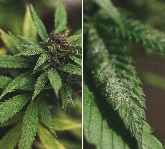 Het herkennen en behandelen van veel voorkomende Cannabiskwalen Het herkennen en behandelen van veel voorkomende Cannabiskwalen