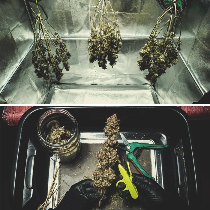 Kweekverslag Purple Punch Automatic Kweekverslag Purple Punch Automatic