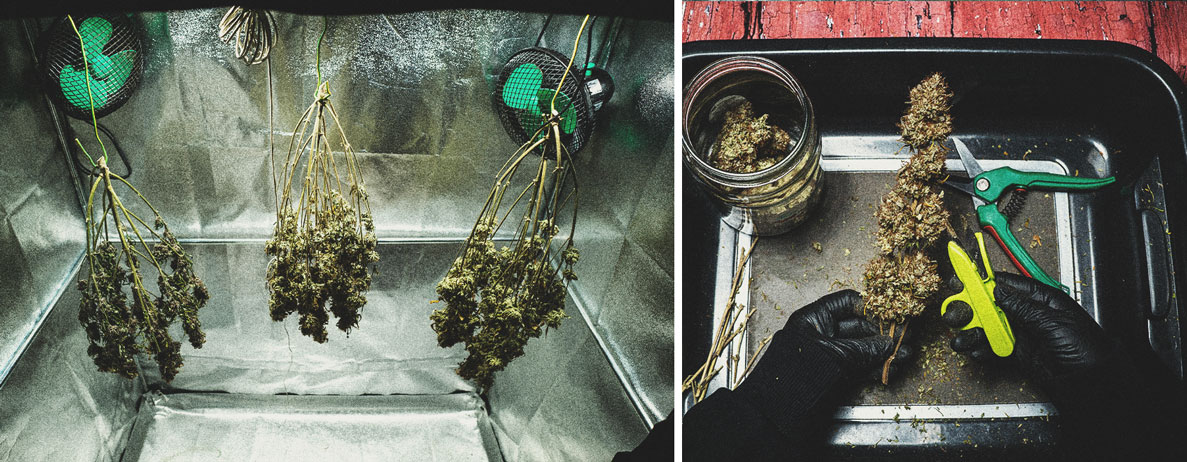 Kweekverslag Purple Punch Automatic Kweekverslag Purple Punch Automatic
