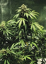 GROWING AUTOFLOWERING