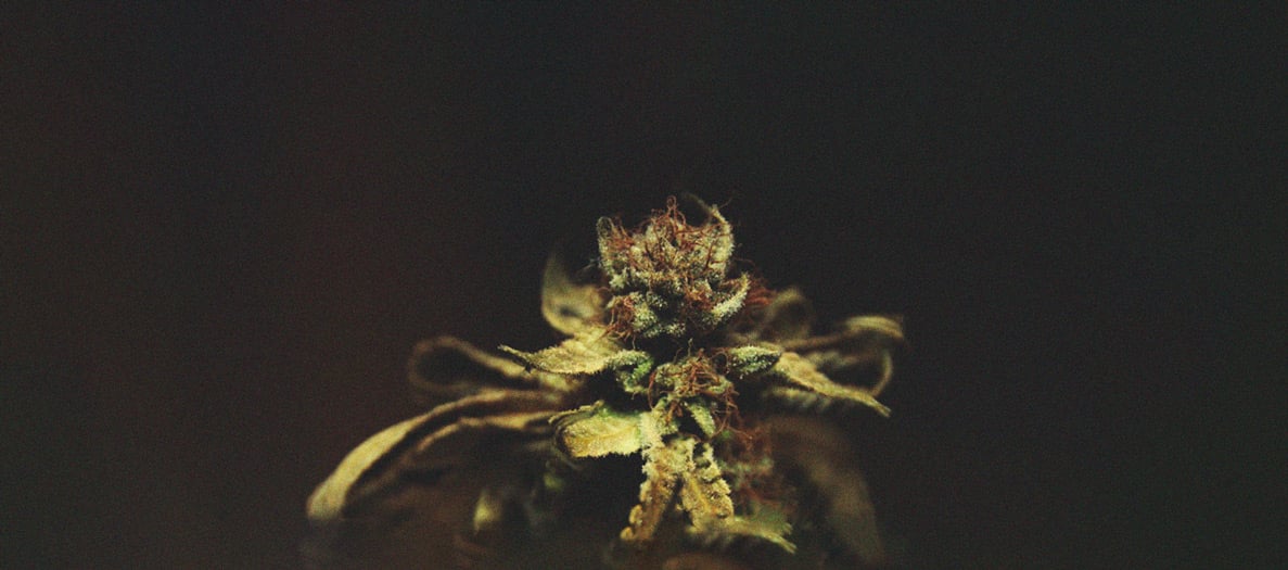 Het herkennen en behandelen van veel voorkomende Cannabiskwalen Het herkennen en behandelen van veel voorkomende Cannabiskwalen
