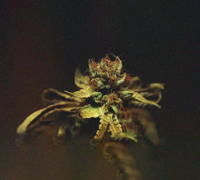 Het herkennen en behandelen van veel voorkomende Cannabiskwalen Het herkennen en behandelen van veel voorkomende Cannabiskwalen