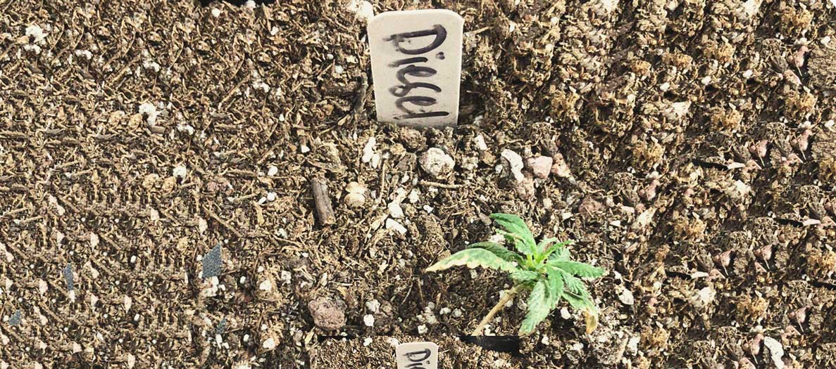 Het herkennen en behandelen van veel voorkomende Cannabiskwalen Het herkennen en behandelen van veel voorkomende Cannabiskwalen