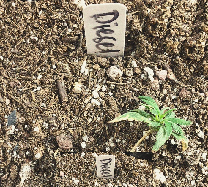 Het herkennen en behandelen van veel voorkomende Cannabiskwalen Het herkennen en behandelen van veel voorkomende Cannabiskwalen
