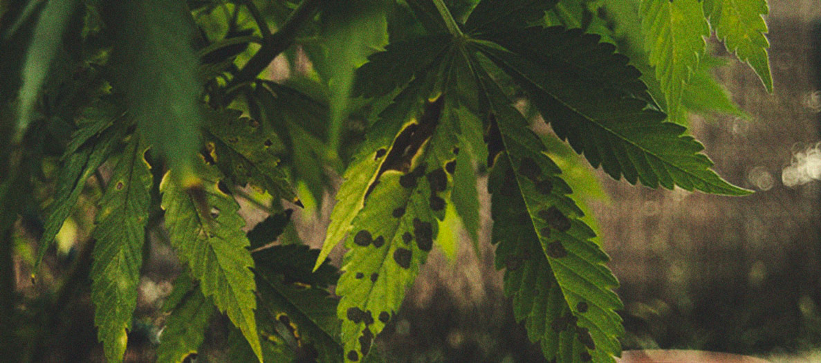 Het herkennen en behandelen van veel voorkomende Cannabiskwalen Het herkennen en behandelen van veel voorkomende Cannabiskwalen