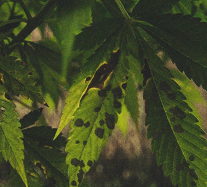 Het herkennen en behandelen van veel voorkomende Cannabiskwalen Het herkennen en behandelen van veel voorkomende Cannabiskwalen