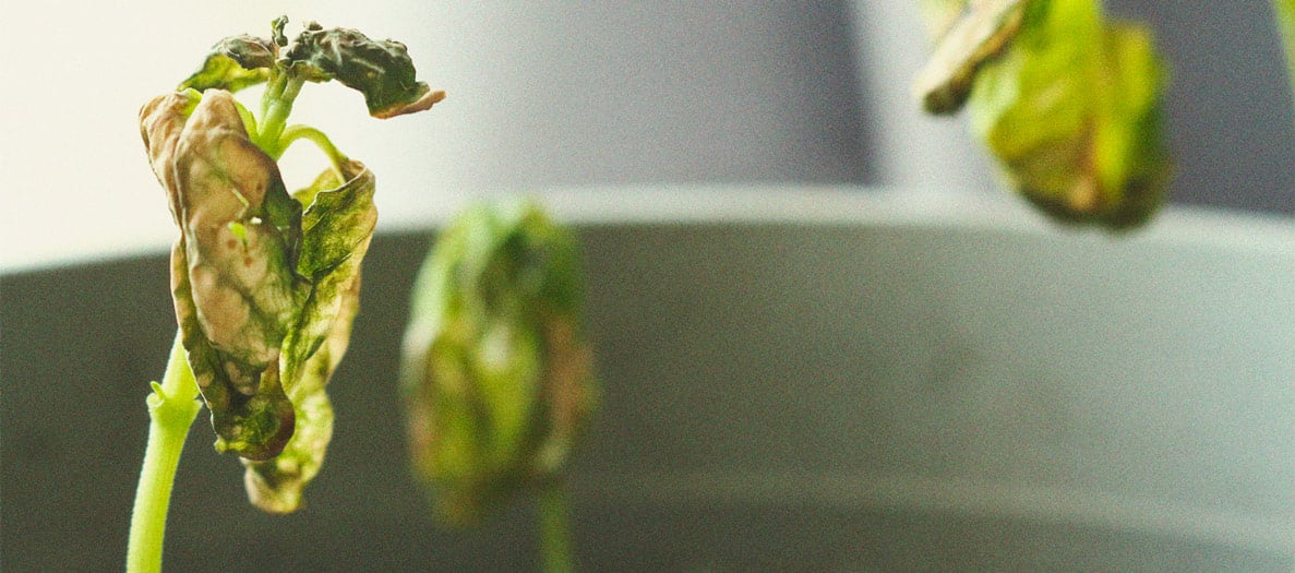 Het herkennen en behandelen van veel voorkomende Cannabiskwalen Het herkennen en behandelen van veel voorkomende Cannabiskwalen