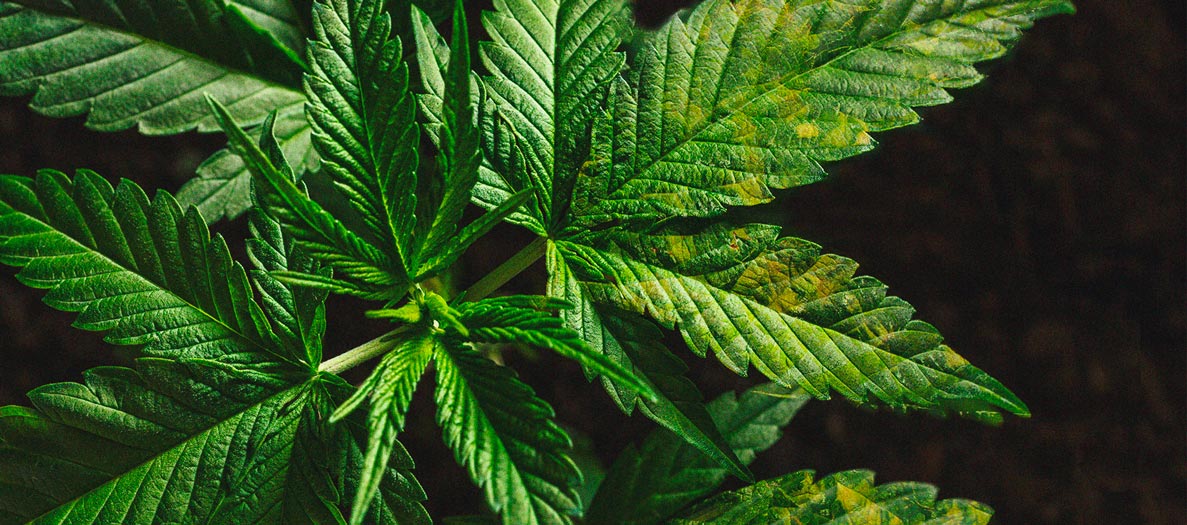 Het herkennen en behandelen van veel voorkomende Cannabiskwalen Het herkennen en behandelen van veel voorkomende Cannabiskwalen