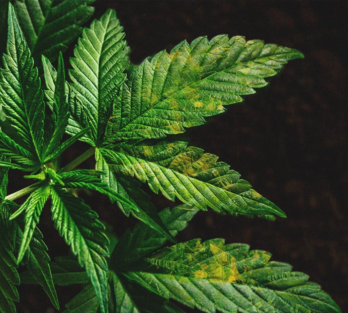 Het herkennen en behandelen van veel voorkomende Cannabiskwalen Het herkennen en behandelen van veel voorkomende Cannabiskwalen
