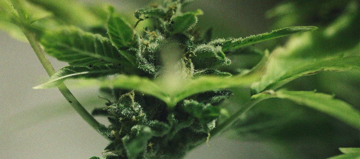 Het herkennen en behandelen van veel voorkomende Cannabiskwalen Het herkennen en behandelen van veel voorkomende Cannabiskwalen