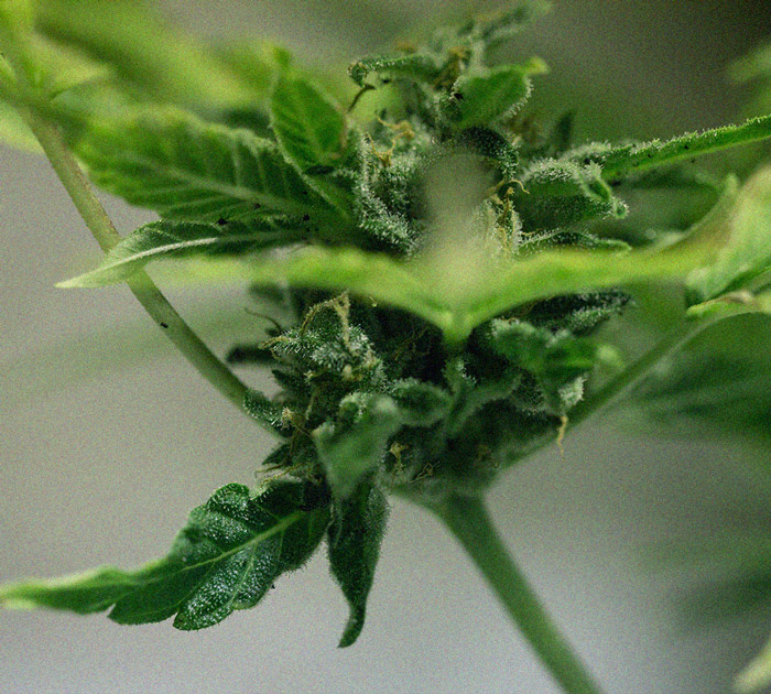 Het herkennen en behandelen van veel voorkomende Cannabiskwalen Het herkennen en behandelen van veel voorkomende Cannabiskwalen