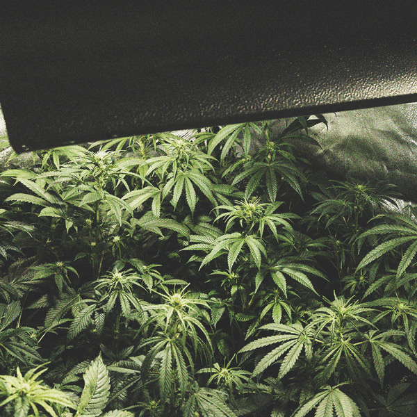 De Ontwikkeling Van Popcorn Toppen Op Je Cannabisplanten Voorkomen De Ontwikkeling Van Popcorn Toppen Op Je Cannabisplanten Voorkomen